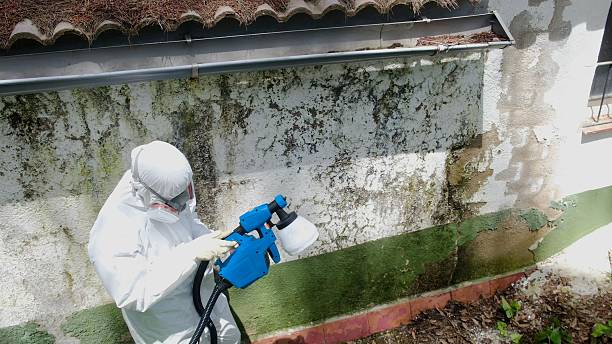Trusted Attic Mold Removal service in Boswell, PA - Cheap Mold Removal
